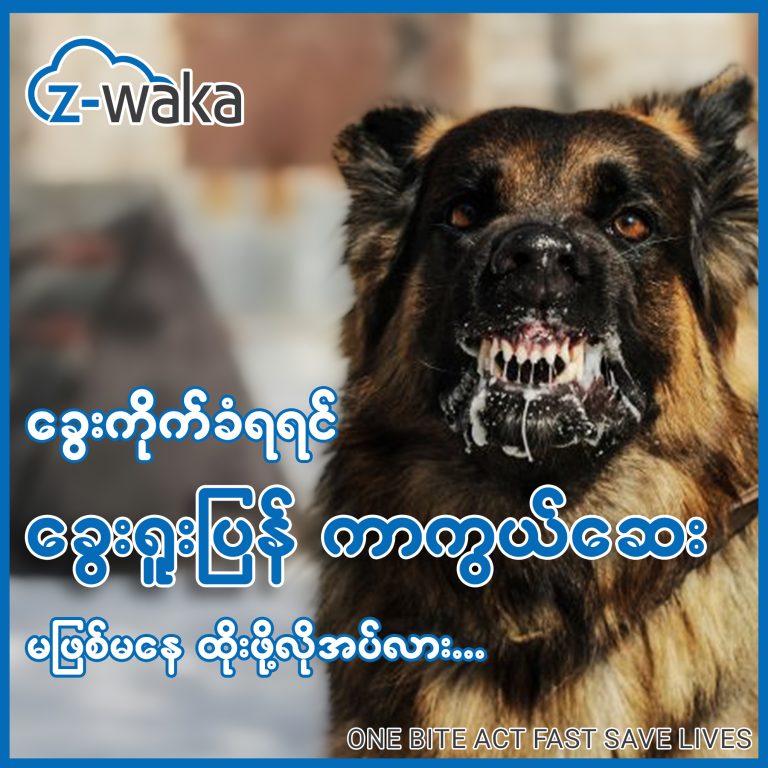 ခွေးကိုက်ခံရရင် ခွေးရူးပြန်ရောဂါ ကာကွယ်‌ဆေး မဖြစ်မနေ ထိုးဖို့ လိုလား